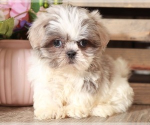 Shih Tzu Puppy for sale in MOUNT VERNON, OH, USA