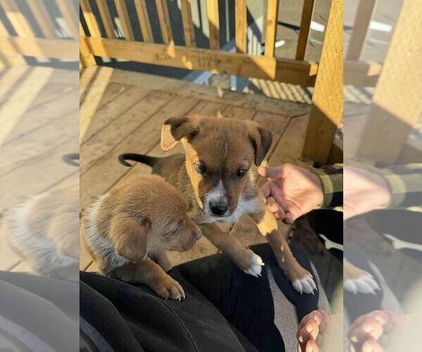 Medium Photo #3 Labrador Retriever-Unknown Mix Puppy For Sale in Calgary, Alberta, Canada