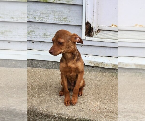 Medium Photo #3 Beagle-Unknown Mix Puppy For Sale in Aurora, IN, USA