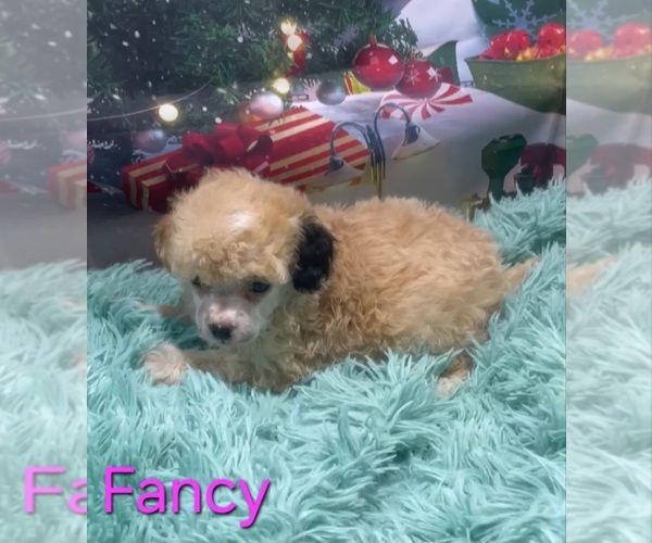 Medium Photo #1 Poodle (Toy) Puppy For Sale in AZLE, TX, USA