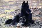 Small Photo #6 German Shepherd Dog Puppy For Sale in REDFIELD, AR, USA