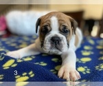 Small Photo #4 Bulldog Puppy For Sale in BELTON, MO, USA