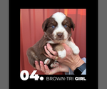 Small #3 Miniature Australian Shepherd