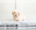 Small Photo #5 Bichpoo Puppy For Sale in WARSAW, IN, USA