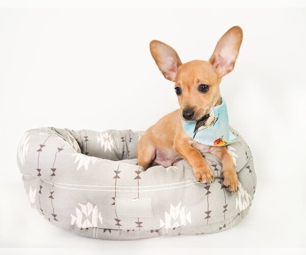 Medium Photo #4 Chihuahua-Unknown Mix Puppy For Sale in Phoenix, AZ, USA