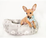 Small #3 Chihuahua Mix