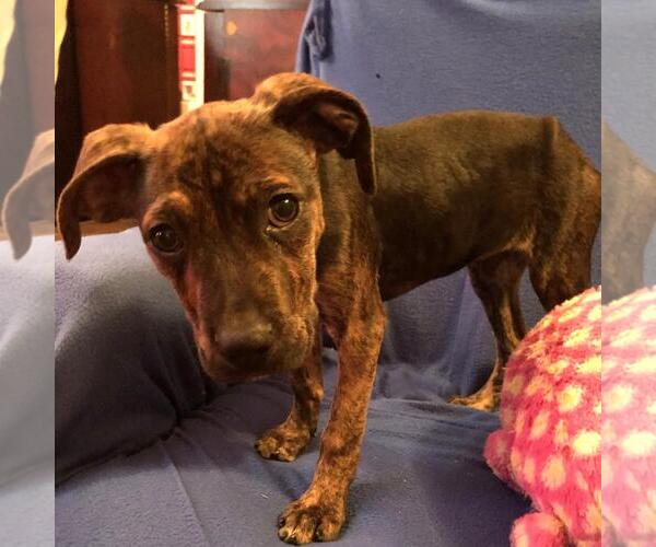 Medium Photo #4 Labrador Retriever-Unknown Mix Puppy For Sale in Yardley, PA, USA