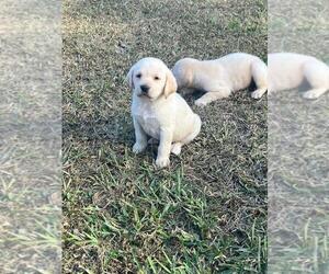 Labrador Retriever Puppy for Sale in TAMPA, Florida USA