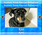 Small #3 Rottweiler Mix