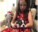 Small Photo #7 Boston Terrier Puppy For Sale in SYLMAR, CA, USA