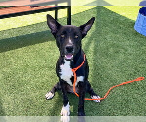 German Shepherd Dog-Unknown Mix Dogs for adoption in Orange, CA, USA