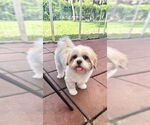 Small #13 Shih Tzu