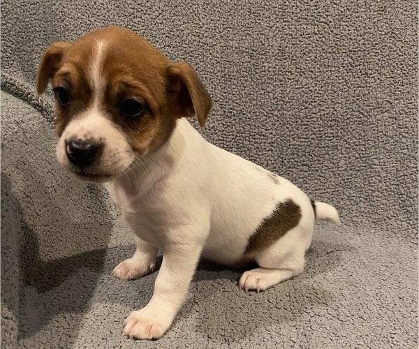 Medium Photo #23 Jack Russell Terrier Puppy For Sale in RICHMOND, MI, USA