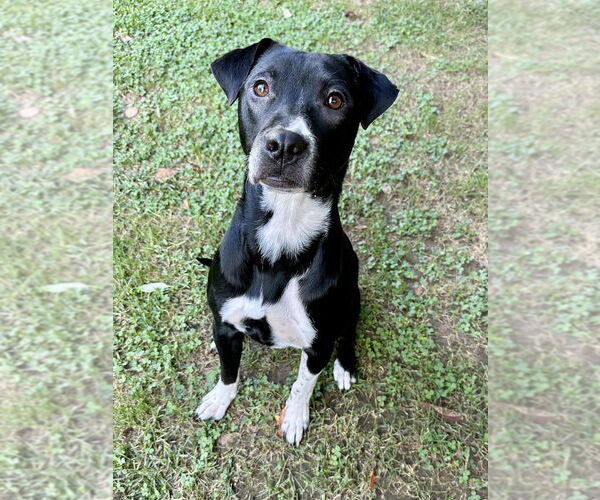 Medium Photo #4 Labrador Retriever-Unknown Mix Puppy For Sale in Boston, MA, USA