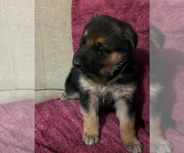 Medium Photo #6 German Shepherd Dog Puppy For Sale in GREENWOOD, WI, USA