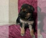 Small #5 German Shepherd Dog