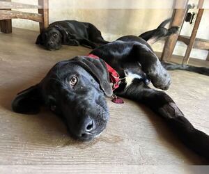 Labrador Retriever-Unknown Mix Dogs for adoption in Clovis, CA, USA