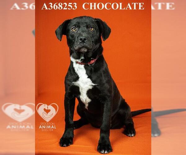 Medium Photo #1 Labrador Retriever Puppy For Sale in Stockton, CA, USA