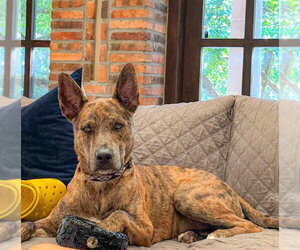 Saint- Diamond Dog - Male Catahoula Leopard Dog-Holland Shepherd Mix Dog for Adoption - Photo #4