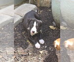 Small #12 American Staffordshire Terrier-Great Dane Mix
