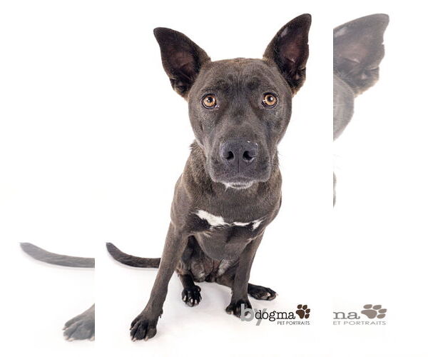Medium Photo #7 Australian Kelpie-Labrador Retriever Mix Puppy For Sale in Newport Beach, CA, USA