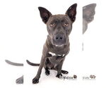 Small #6 Australian Kelpie-Labrador Retriever Mix