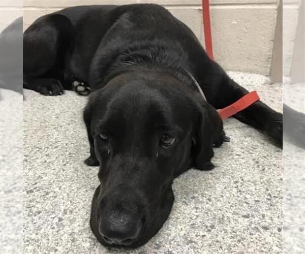 Medium Photo #1 Labrador Retriever Puppy For Sale in Conroe, TX, USA