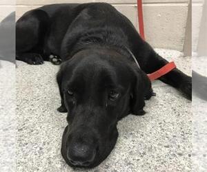 Labrador Retriever Dogs for adoption in Conroe, TX, USA