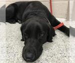 Small Labrador Retriever