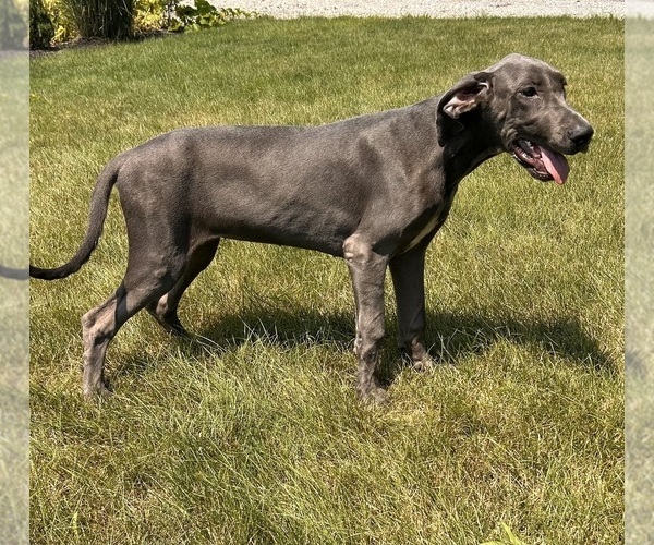Medium Photo #4 Great Dane Puppy For Sale in MIDDLEBURY, IN, USA