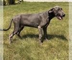 Small Photo #4 Great Dane Puppy For Sale in MIDDLEBURY, IN, USA