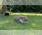 Small Photo #15 Pembroke Welsh Corgi Puppy For Sale in NEW DOUGLAS, IL, USA