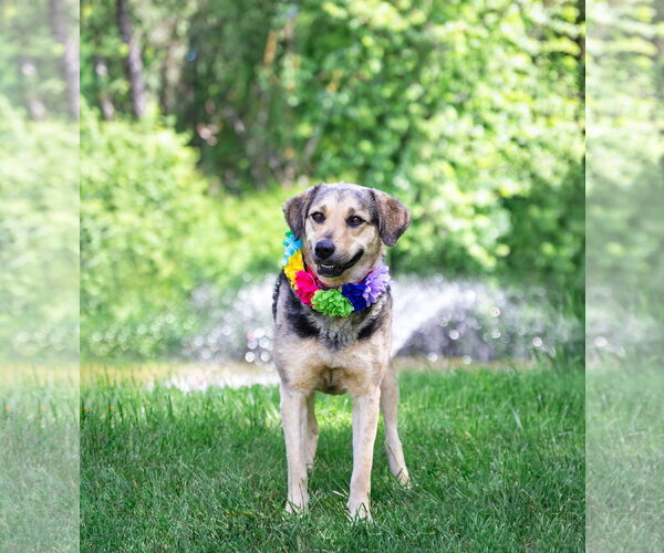 Medium Photo #3 Mutt Puppy For Sale in Unionville, PA, USA