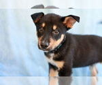 Small #1 Mutt