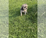 Small #2 Poodle (Miniature) Mix