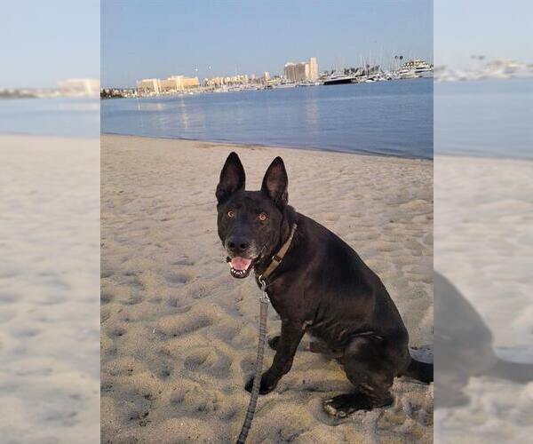 Medium Photo #2 German Shepherd Dog-Unknown Mix Puppy For Sale in Chula Vista, CA, USA