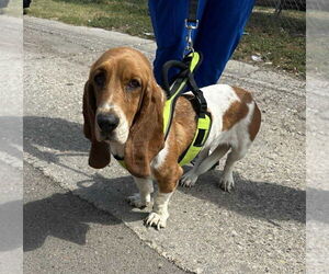 Medium Basset Hound Mix