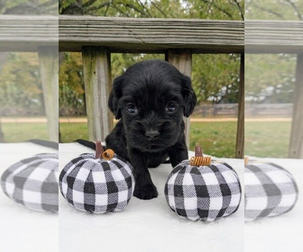 Medium Photo #5 Cock-A-Poo Puppy For Sale in SALEM, MO, USA