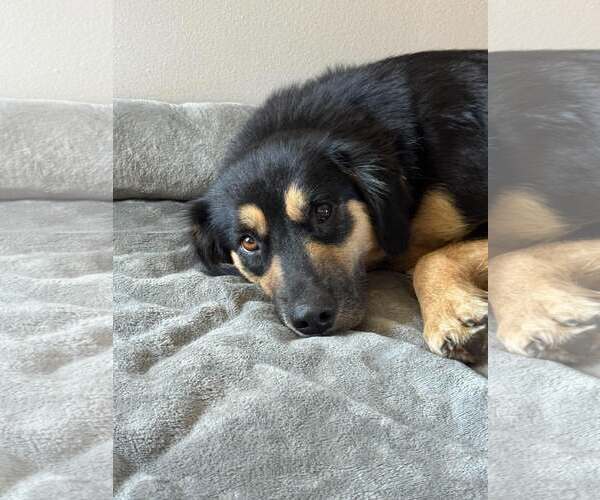 Medium Photo #3 Australian Shepherd-Unknown Mix Puppy For Sale in Mechanicsburg, PA, USA
