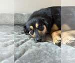 Small #2 Australian Shepherd Mix