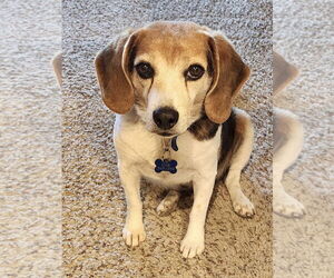 Beagle Dogs for adoption in Emmett, ID, USA