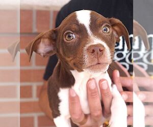Rat-Cha Dogs for adoption in Carrollton, TX, USA