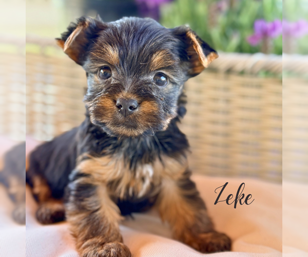 Medium Photo #3 Yorkshire Terrier Puppy For Sale in ADDISON, IL, USA
