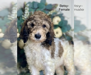 Poodle (Standard) Puppy for sale in WISCONSIN RAPIDS, WI, USA