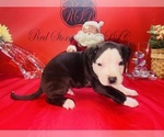 Small Photo #26 American Pit Bull Terrier Puppy For Sale in TRENTON, NJ, USA