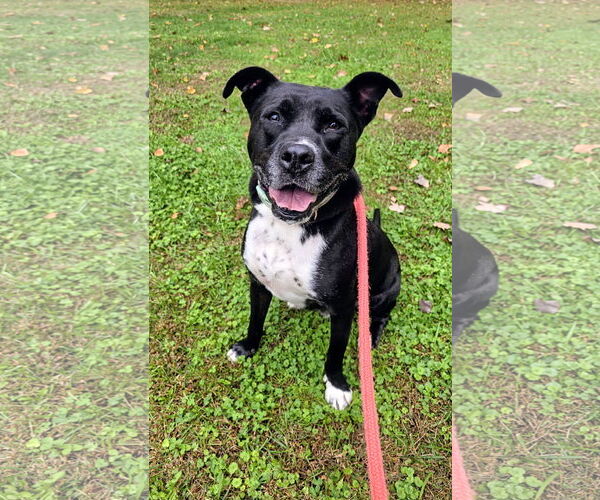 Medium Photo #2 American Pit Bull Terrier-Unknown Mix Puppy For Sale in Rockaway, NJ, USA