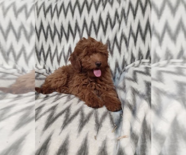 Medium Photo #2 Goldendoodle-Poodle (Miniature) Mix Puppy For Sale in CURTISS, WI, USA