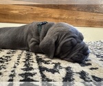 Small Photo #56 Cane Corso Puppy For Sale in BARBOURSVILLE, VA, USA