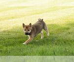 Small #13 Shiba Inu