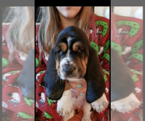 Basset Hound Puppy for sale in OKMULGEE, OK, USA